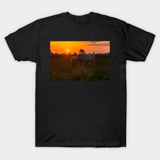 Horse grazing on pasture T-Shirt